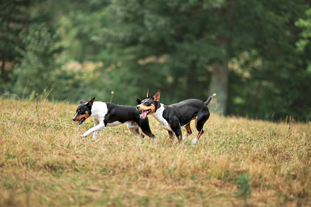 Two Decker Rat Terriers (also known as Old Dominion Terriers) on J & M Farm Two Decker Rat Terriers (also known as Old Dominion Terriers) for sale at J & M