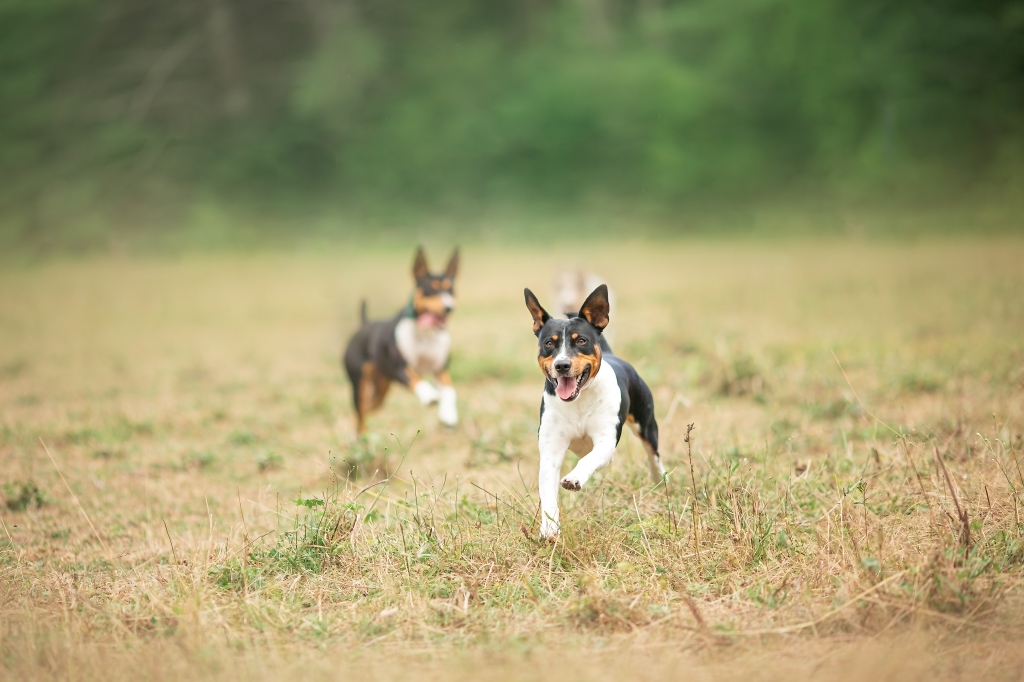 Decker rat terriers for sale in Maine