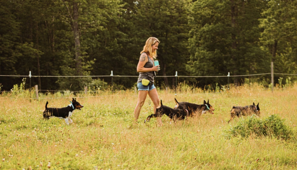 Maine dog breeder Jillian Monroe and her four Decker Rat Terriers (also known as Old Dominion Terriers)