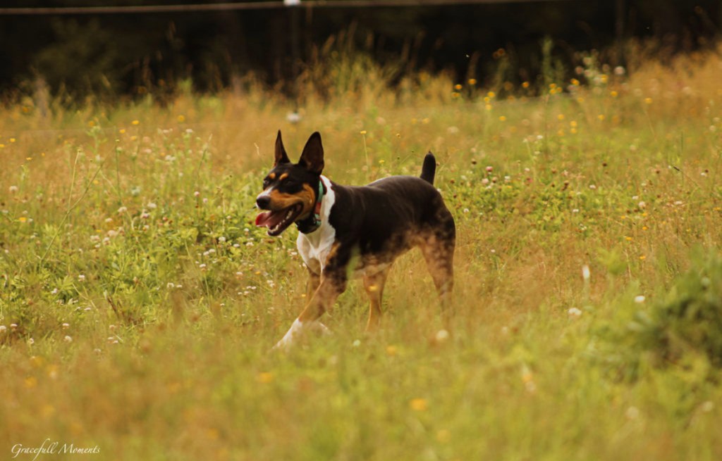 Arabella, another of our female Decker Terriers, loves to hunt rats and swim. We are a breeder in Warren, Maine.